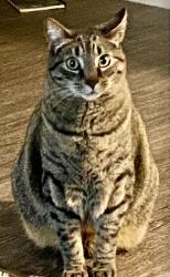 Lost Male Cat last seen Gull harbor Rd, Thurston County, WA 98506