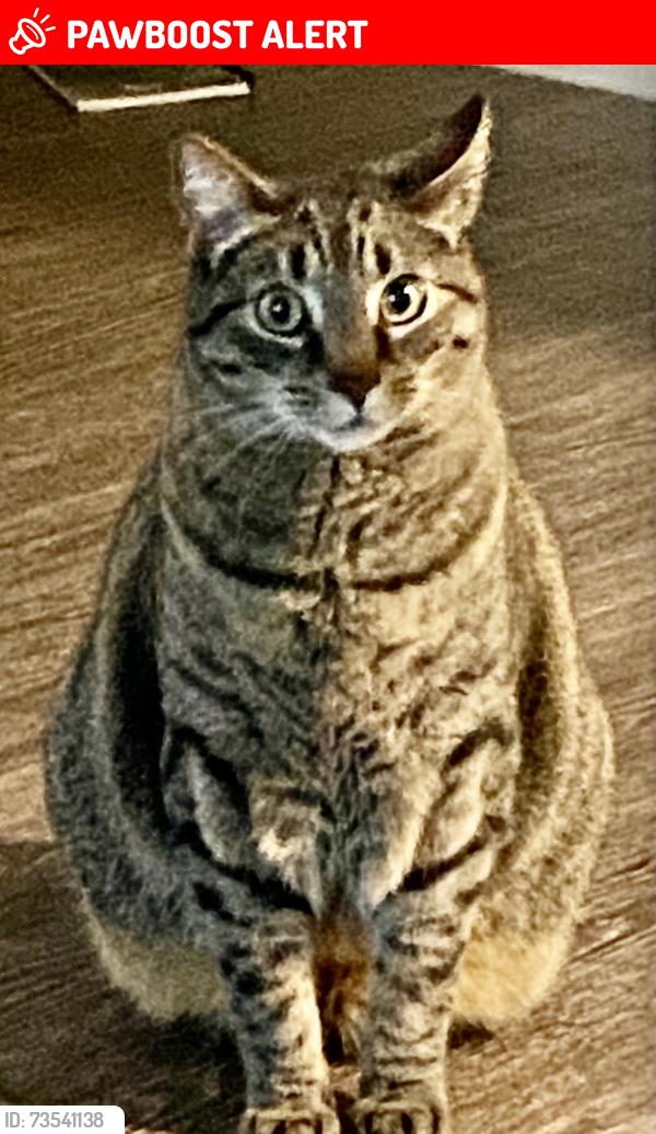 Lost Male Cat last seen Gull harbor Rd, Thurston County, WA 98506