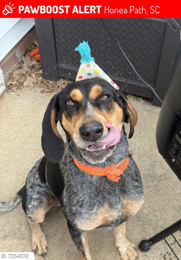 Lost Female Dog last seen Will hanks road, Honea Path, SC 29654