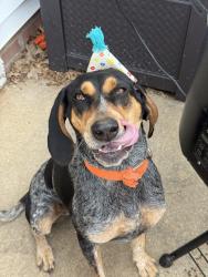 Lost Female Dog last seen Will hanks road, Honea Path, SC 29654