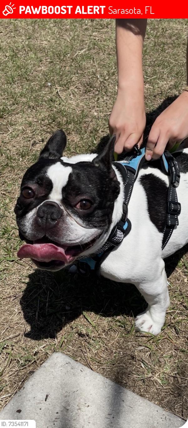 Found/Stray Male Dog last seen S Osprey, Sarasota, FL 34239