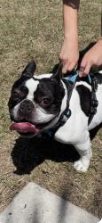 Found/Stray Male Dog last seen S Osprey, Sarasota, FL 34239