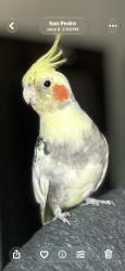 Found/Stray Unknown Bird last seen Barton Hill Elementary, Los Angeles, CA 90731
