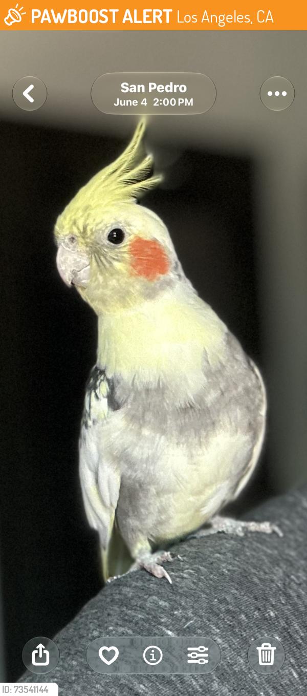 Found/Stray Unknown Bird last seen Barton Hill Elementary, Los Angeles, CA 90731