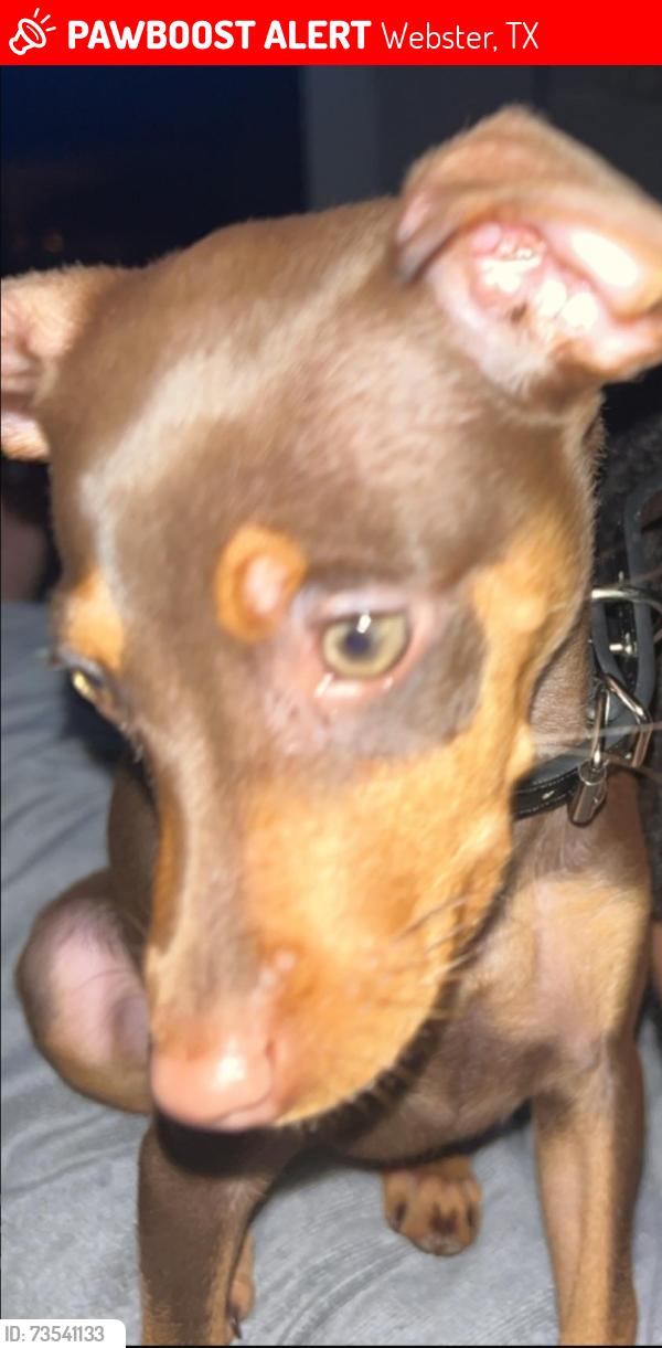 Lost Male Dog last seen Bay Area Blvd/45, Webster, TX 77062