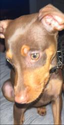 Lost Male Dog last seen Bay Area Blvd/45, Webster, TX 77062