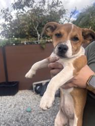 Found/Stray Female Dog last seen 4th st, San Bernardino, CA 92408