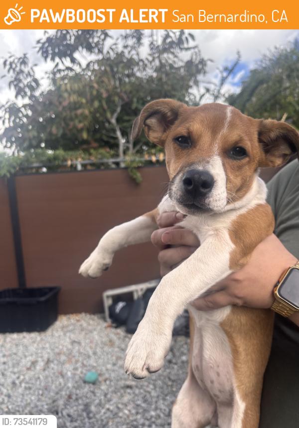 Found/Stray Female Dog last seen 4th st, San Bernardino, CA 92408