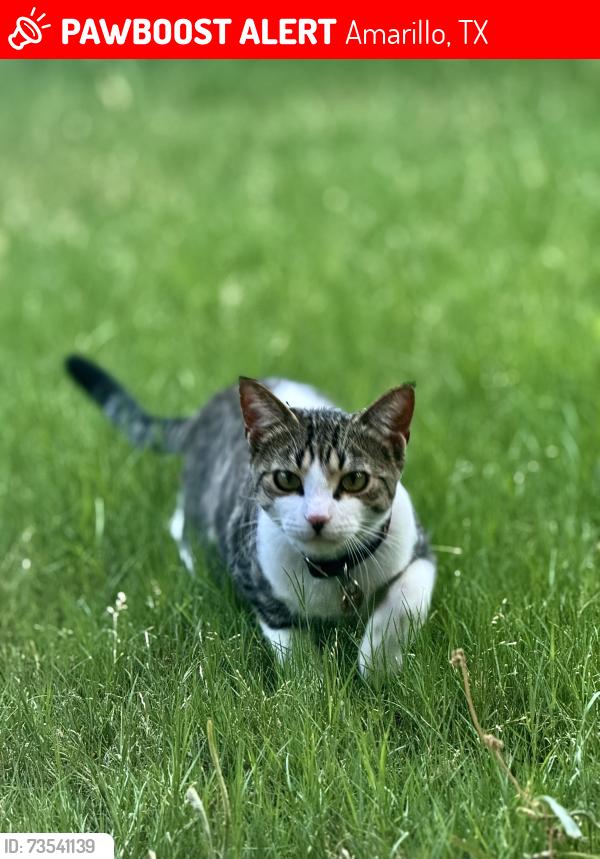 Lost Male Cat last seen Hollywood/Scotsman, Amarillo, TX 79110