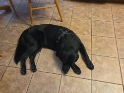 Found/Stray Male Dog last seen Downtown Victorville near Calvery Old Town, Lacey St, Victorville, CA 92307