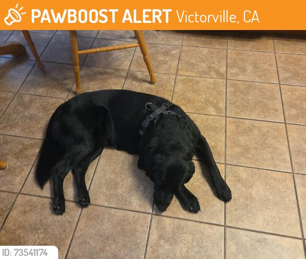 Found/Stray Male Dog last seen Downtown Victorville near Calvery Old Town, Lacey St, Victorville, CA 92307