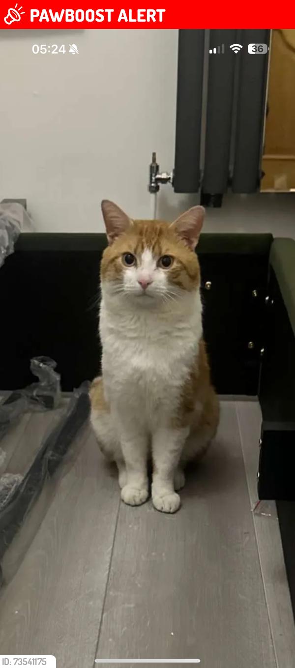 Lost Male Cat last seen Near mayfield store, Acocks Green, England B27 7TT