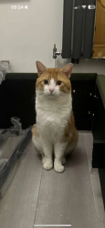 Lost Male Cat last seen Near mayfield store, Acocks Green, England B27 7TT