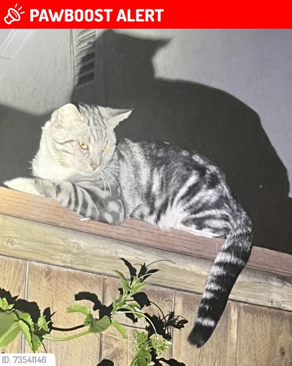Lost Male Cat last seen State college, Cedar Lake Township, MN 55088