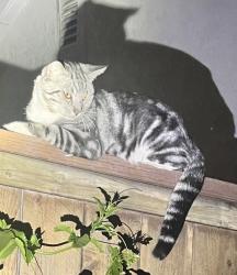 Lost Male Cat last seen State college, Cedar Lake Township, MN 55088