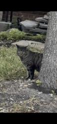 Found/Stray Unknown Cat last seen Briscoe mill and Dewitt way, San Antonio, TX 78253