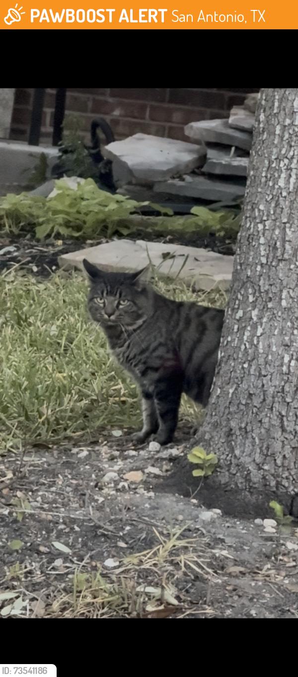 Found/Stray Unknown Cat last seen Briscoe mill and Dewitt way, San Antonio, TX 78253