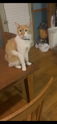 Lost Male Cat last seen Charleston Drive, New Lenox, IL 60451