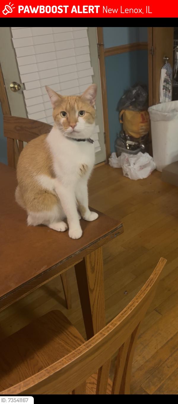 Lost Male Cat last seen Charleston Drive, New Lenox, IL 60451