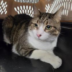 Shelter Stray Male Cat last seen , 244 Georgetown Rd, Jacksonville, NC 28540, USA