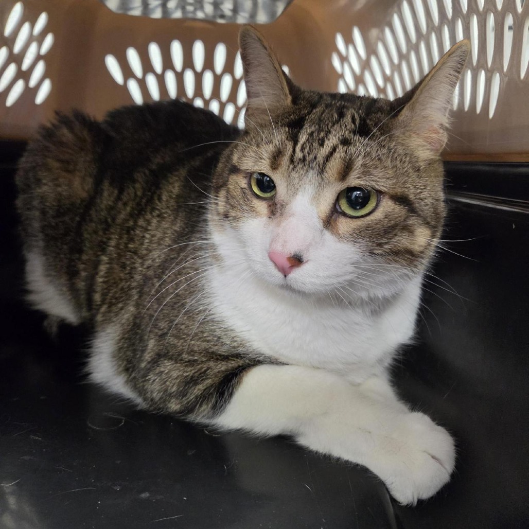 Shelter Stray Male Cat last seen , 244 Georgetown Rd, Jacksonville, NC 28540, USA