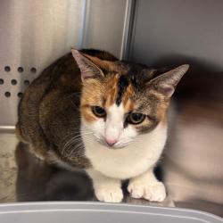 Shelter Stray Female Cat last seen , 3428 S Jenkins Ave, Norman, OK 73072, USA