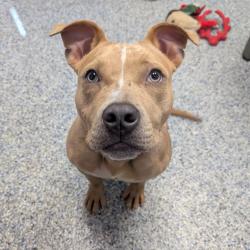 Shelter Stray Female Dog last seen , 328 Furman Hall Rd, Greenville, SC 29609, USA