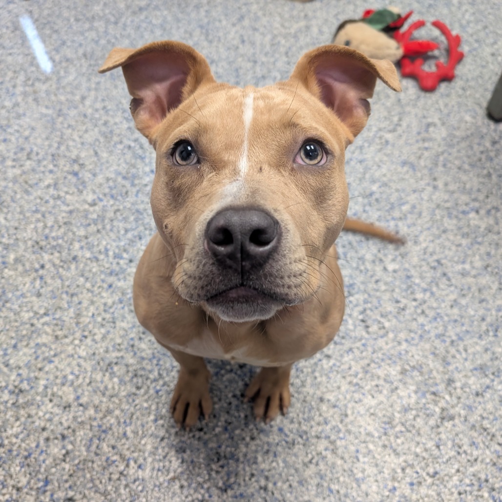 Shelter Stray Female Dog last seen , 328 Furman Hall Rd, Greenville, SC 29609, USA