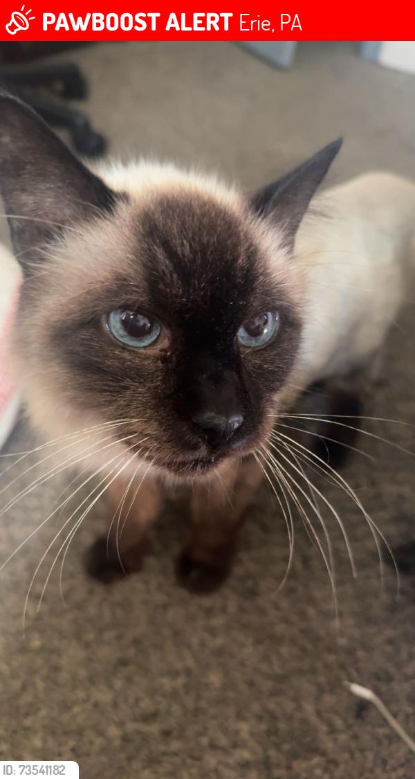 Lost Female Cat last seen Glenwood park ave and Metz street, Erie, PA 16508