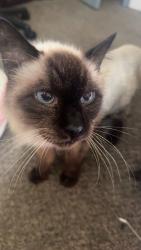 Lost Female Cat last seen Glenwood park ave and Metz street, Erie, PA 16508