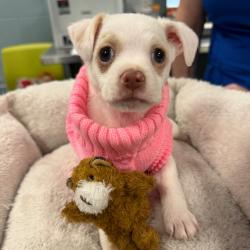 Shelter Stray Female Dog last seen , 980 Guilford College Rd, Greensboro, NC 27409, USA