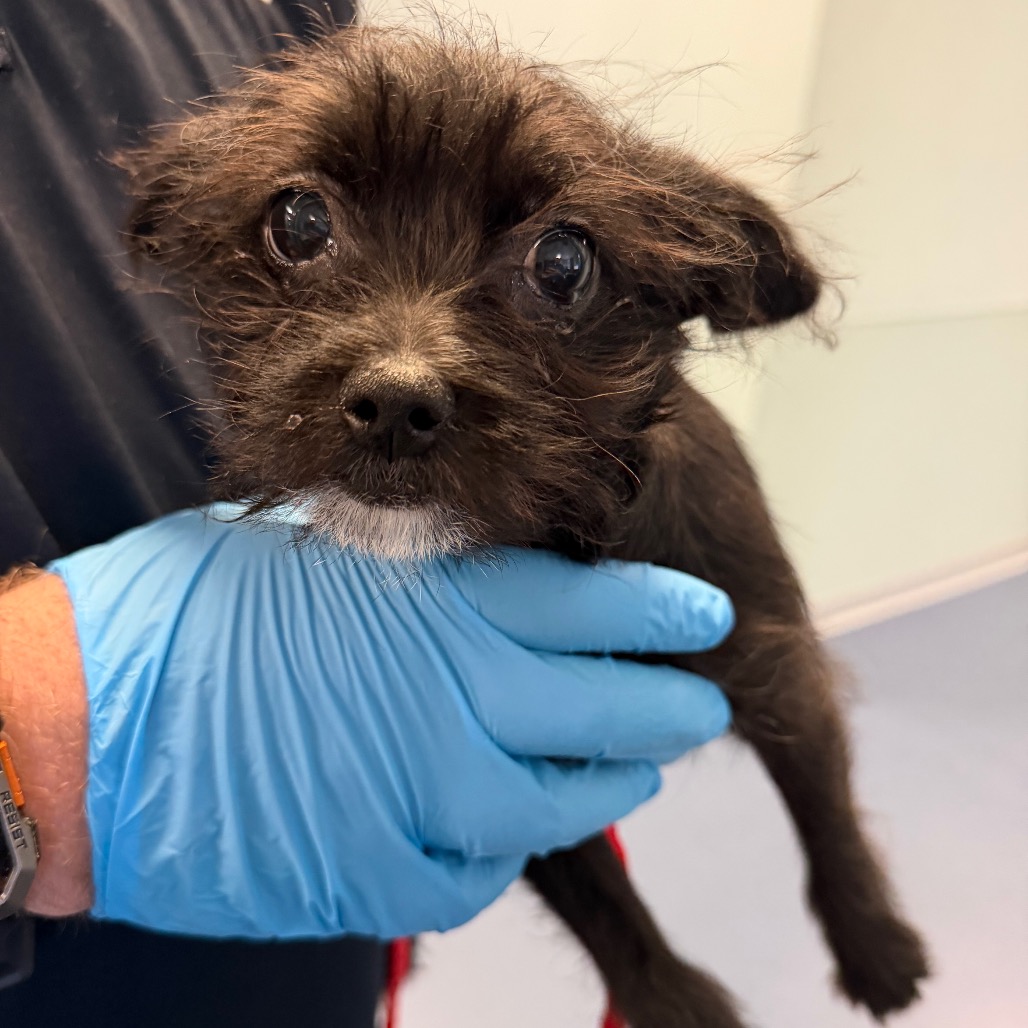 Shelter Stray Male Dog last seen , 980 Guilford College Rd, Greensboro, NC 27409, USA