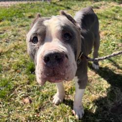 Shelter Stray Male Dog last seen , 124 Evergreen Ave, Newark, NJ 07114, USA