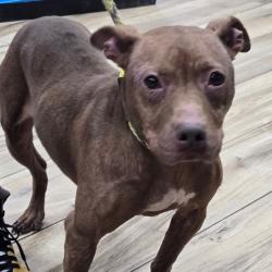 Shelter Stray Female Dog last seen , 124 Evergreen Ave, Newark, NJ 07114, USA