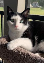 Reunited Male Cat last seen White ash drive Ooltewah, Hamilton County, TN 37421