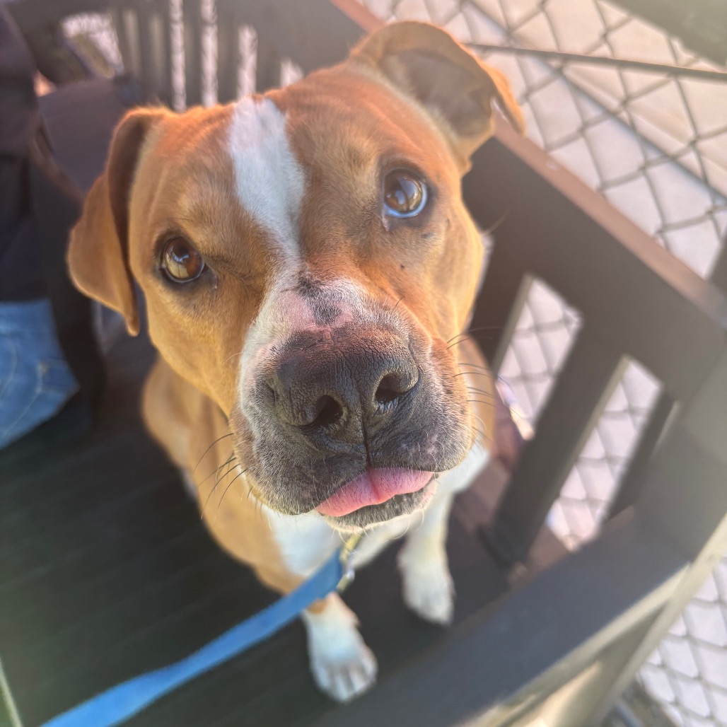 Shelter Stray Female Dog last seen , Animal Care & Control Team of Philly, 111 W Hunting Park Ave, Philadelphia, PA 19140, USA