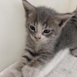Shelter Stray Male Cat last seen , 361 S Raymond Ave, Pasadena, CA 91105, USA