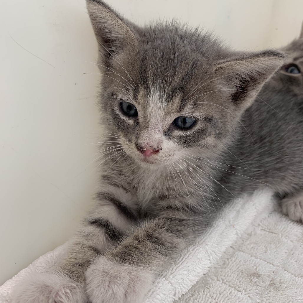 Shelter Stray Male Cat last seen , 361 S Raymond Ave, Pasadena, CA 91105, USA