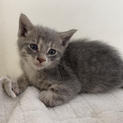 Shelter Stray Male Cat last seen , 361 S Raymond Ave, Pasadena, CA 91105, USA