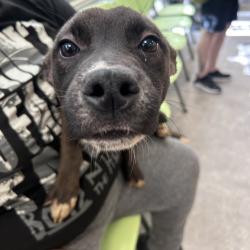 Shelter Stray Male Dog last seen , Animal Care & Control Team of Philly, 111 W Hunting Park Ave, Philadelphia, PA 19140, USA