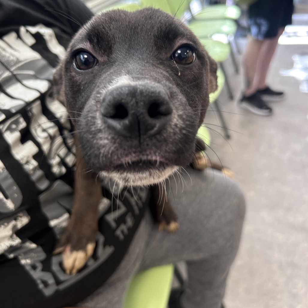 Shelter Stray Male Dog last seen , Animal Care & Control Team of Philly, 111 W Hunting Park Ave, Philadelphia, PA 19140, USA