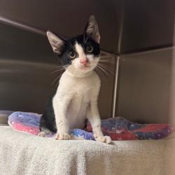 Shelter Stray Male Cat last seen , 361 S Raymond Ave, Pasadena, CA 91105, USA