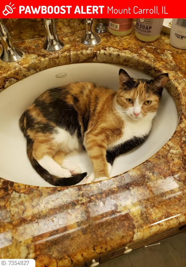 Lost Female Cat last seen Clay and Pleasent, Mount Carroll, IL 61053