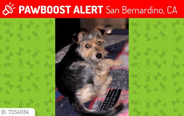 Lost Female Dog last seen Crabapple Ct, San Bernardino, CA 92407