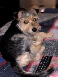Lost Female Dog last seen Crabapple Ct, San Bernardino, CA 92407