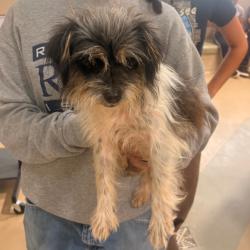 Shelter Stray Female Dog last seen , 5570 Sturmer Park Cir, Winston-Salem, NC 27105, USA