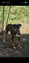 Reunited Male Dog last seen Near Simpson Rd, White, GA 30184, USA, White, GA 30184