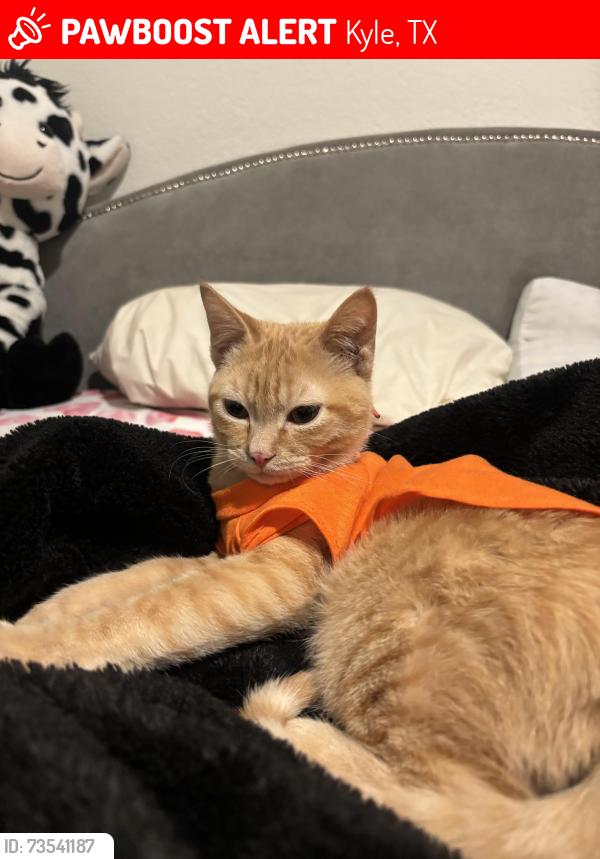 Lost Male Cat last seen Bunton Reserve Blvd and Winding Creek, Kyle, TX 78640