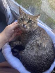Lost Female Cat last seen Turnpike rd, Florence, SC 29501