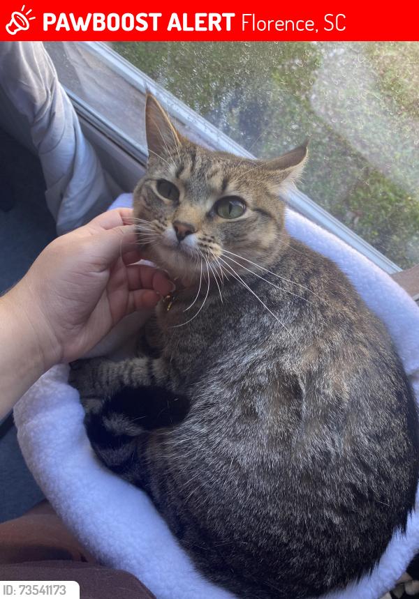 Lost Female Cat last seen Turnpike rd, Florence, SC 29501